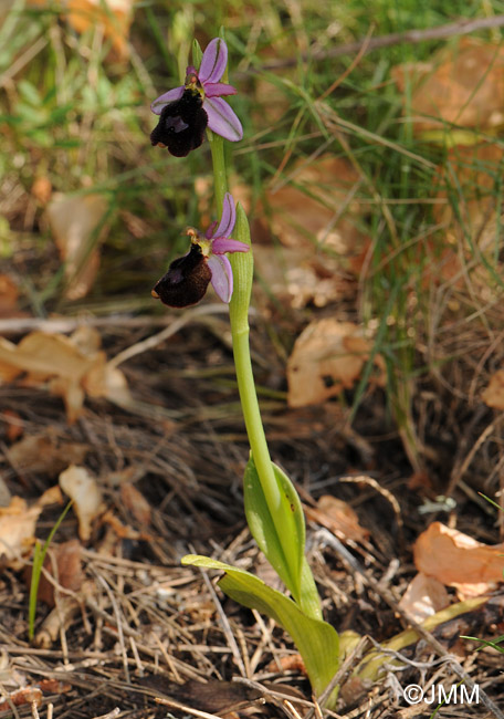 Ophrys balearica