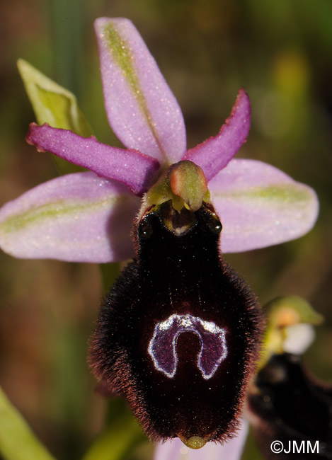 Ophrys balearica