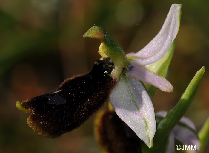 Ophrys balearica