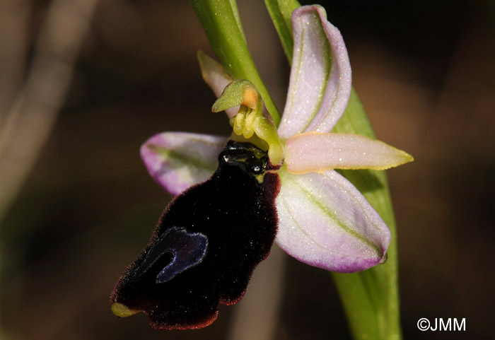 Ophrys balearica