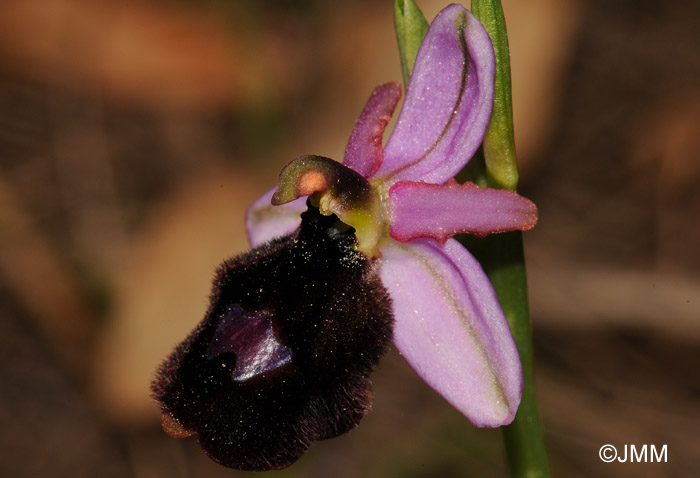 Ophrys balearica