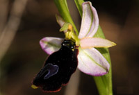 Ophrys balearica