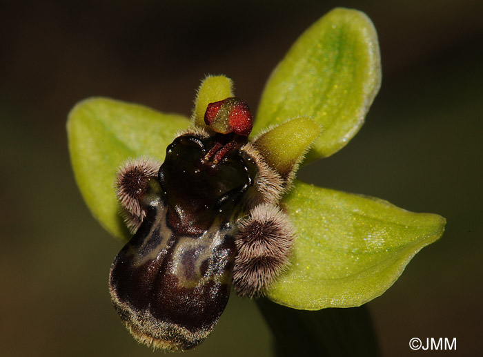 Ophrys bombyliflora