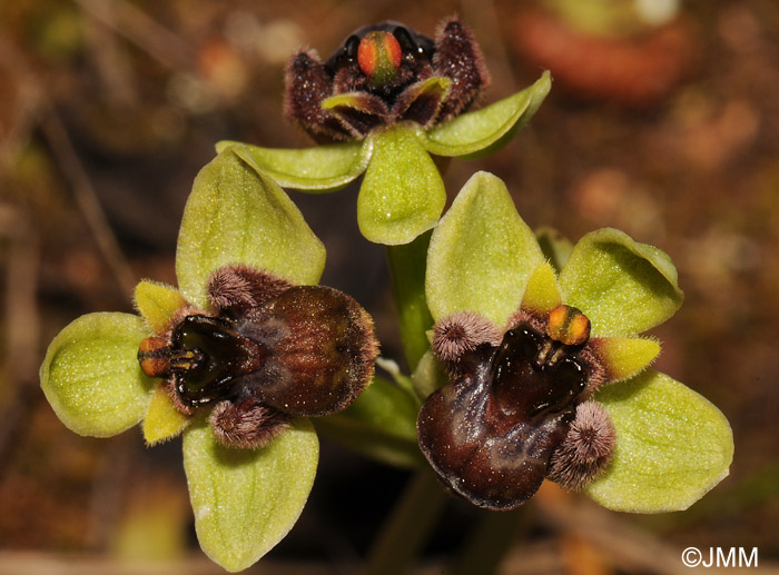 Ophrys bombyliflora