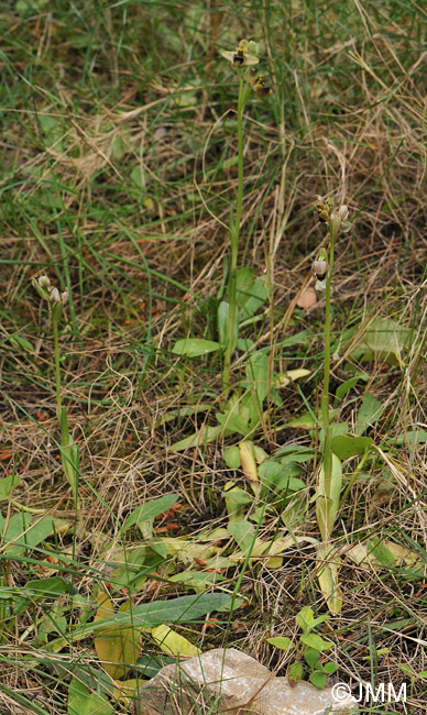 Ophrys bombyliflora x Ophrys spectabilis = Ophrys x melineae