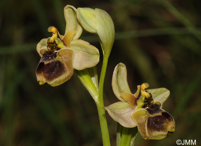 Ophrys bombyliflora x Ophrys spectabilis = Ophrys x melineae