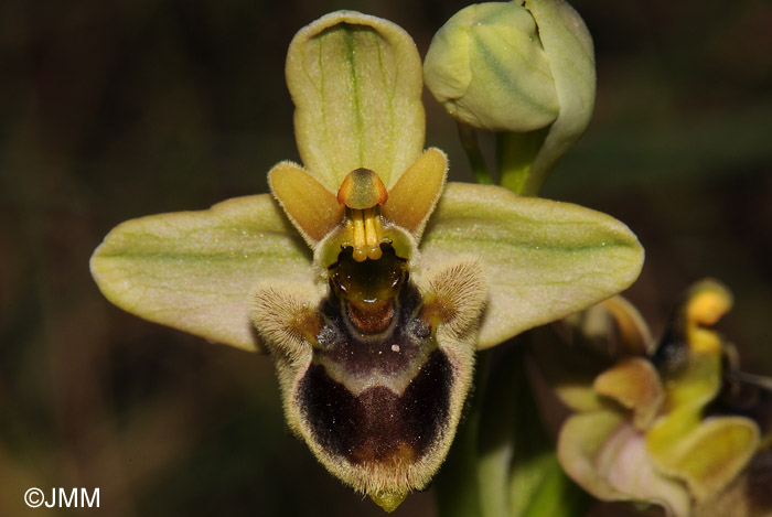 Ophrys bombyliflora x Ophrys spectabilis = Ophrys x melineae