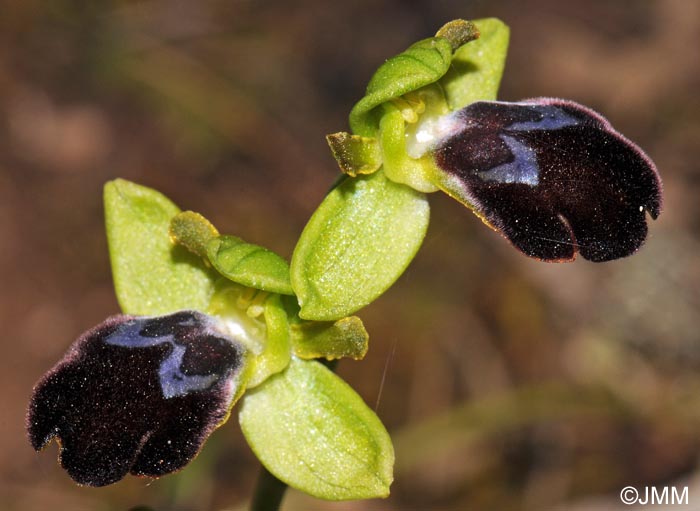 Ophrys brigittae