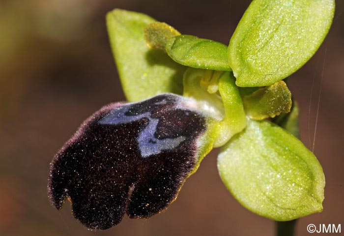 Ophrys brigittae