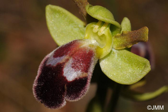 Ophrys brigittae