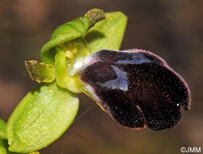 Ophrys brigittae