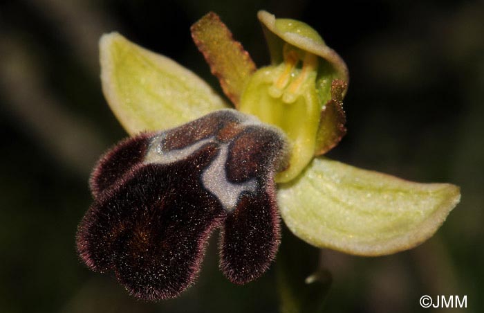 Ophrys brigittae