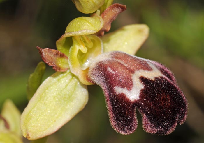 Ophrys brigittae