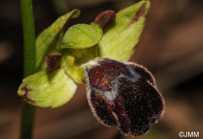 Ophrys brigittae