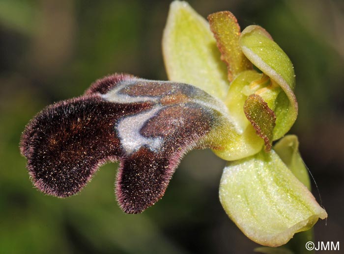 Ophrys brigittae