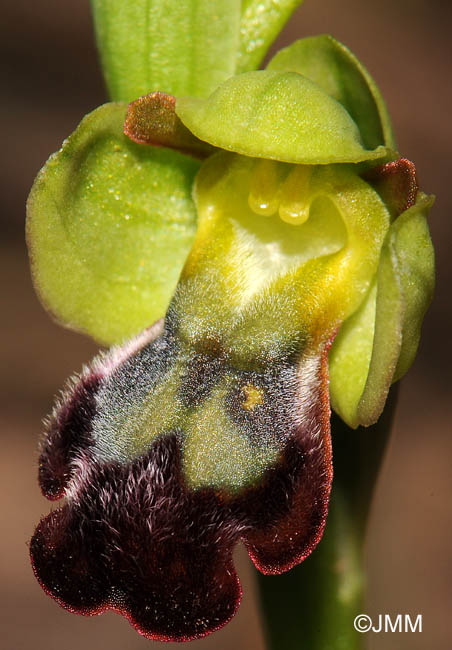 Ophrys decembris