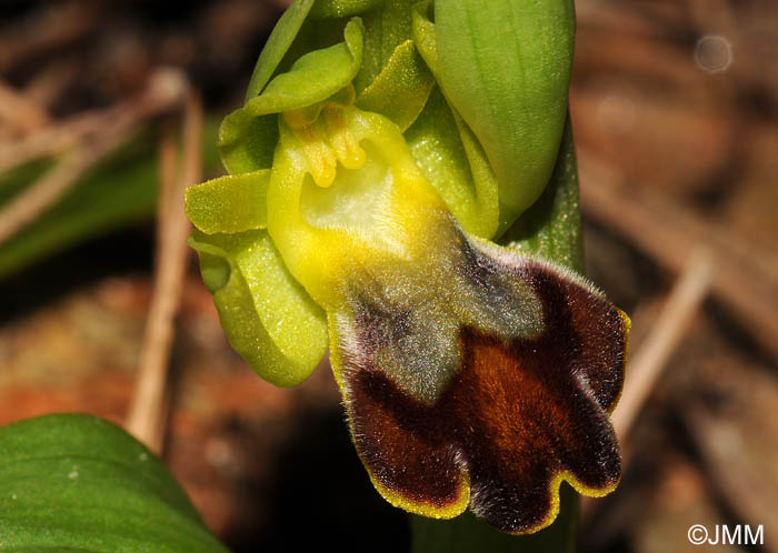 Ophrys decembris