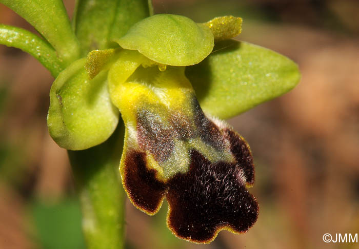 Ophrys decembris