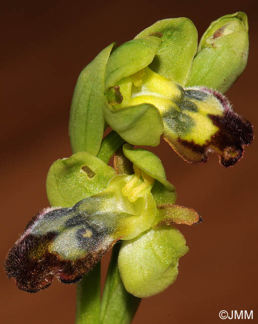 Ophrys decembris