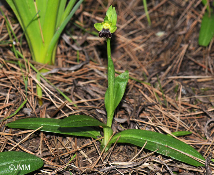 Ophrys decembris