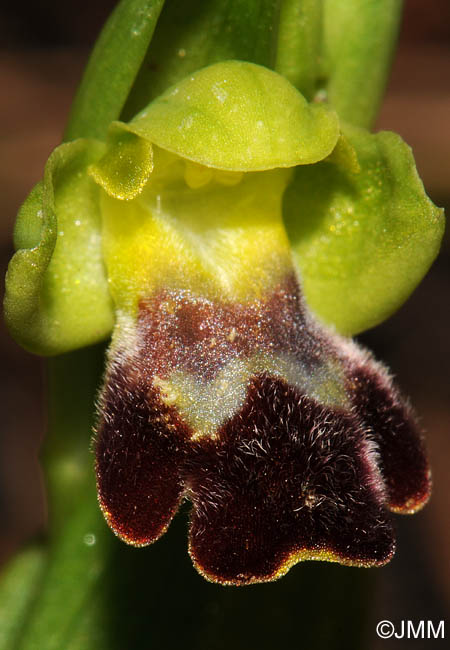 Ophrys decembris