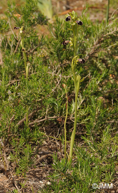 Ophrys dyris