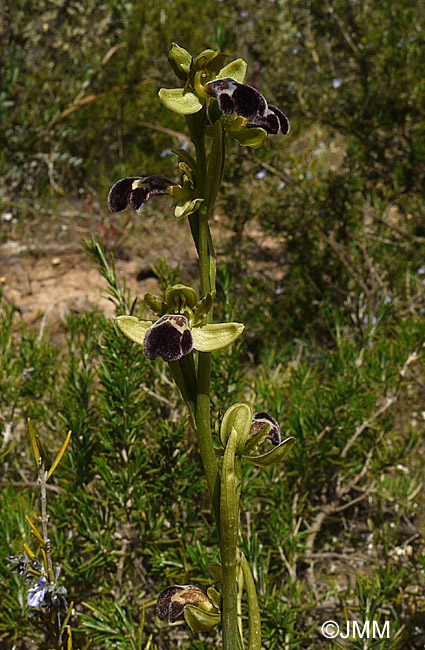 Ophrys dyris