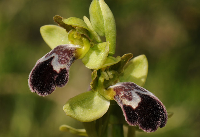 Ophrys dyris