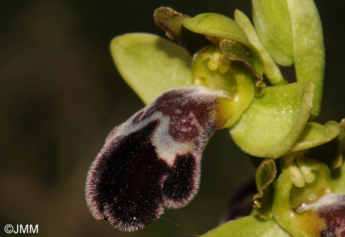 Ophrys dyris