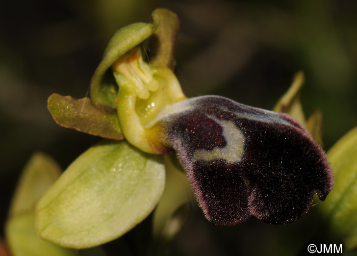 Ophrys dyris