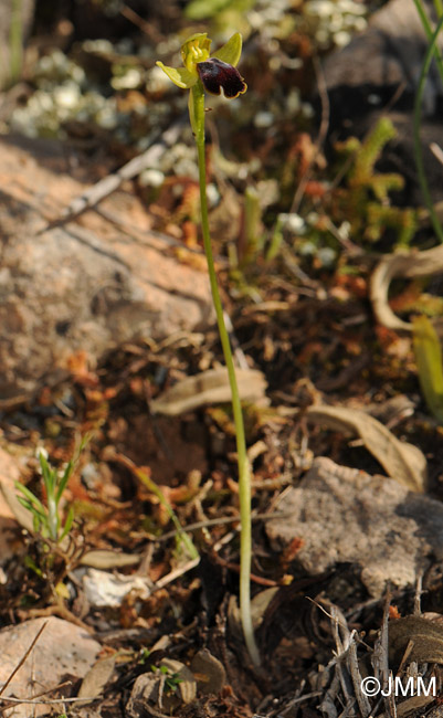 Ophrys fabrella