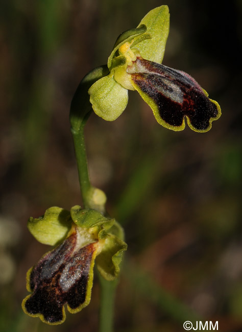 Ophrys fabrella