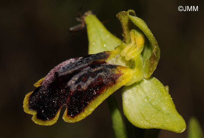 Ophrys fabrella