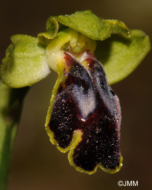 Ophrys fabrella