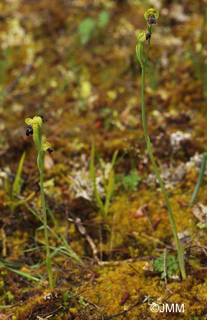 Ophrys fabrella