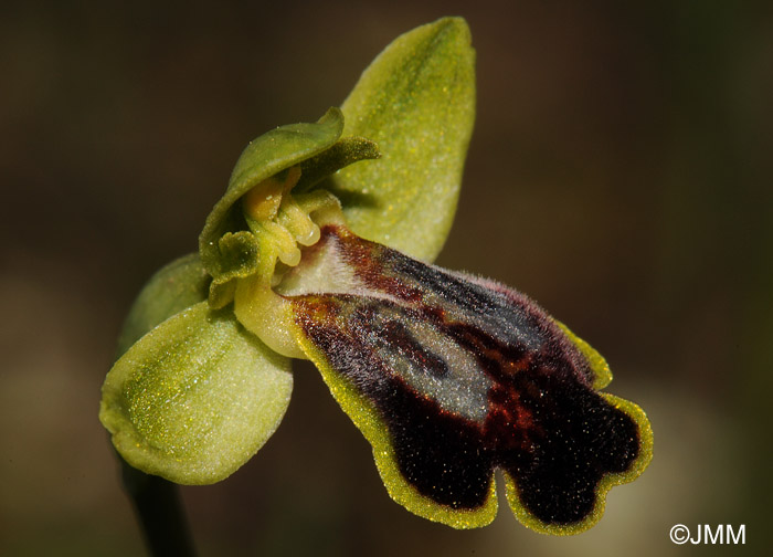 Ophrys fabrella