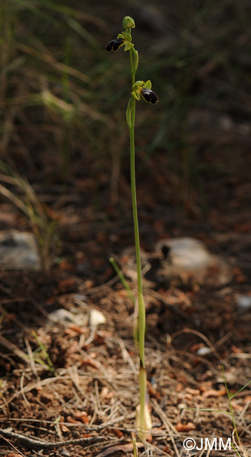 Ophrys fabrella