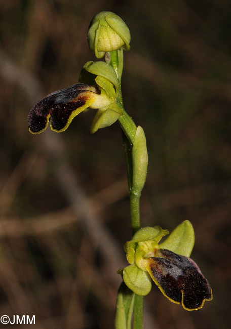 Ophrys fabrella