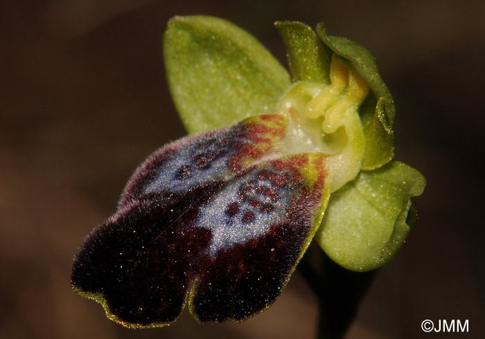 Ophrys fabrella