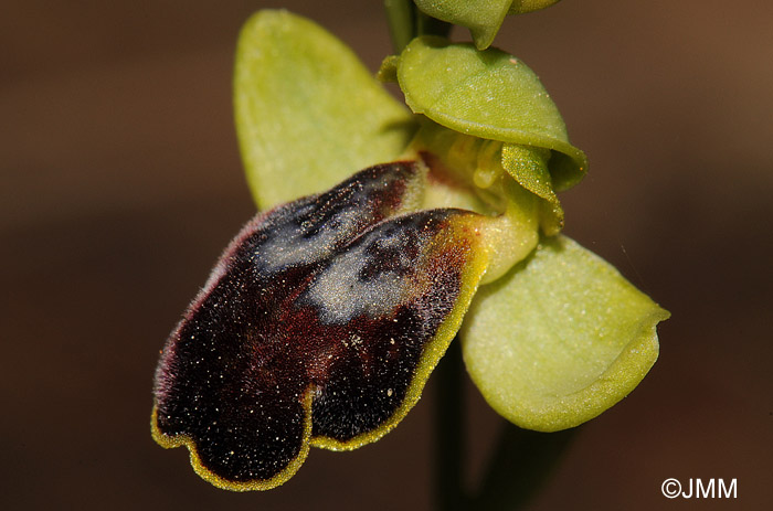 Ophrys fabrella