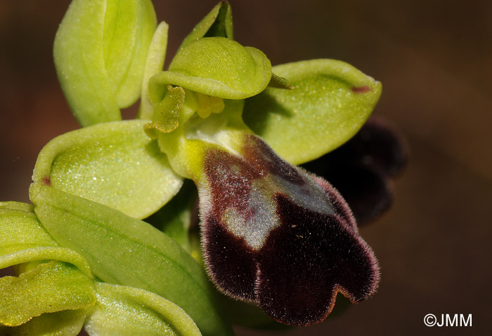 Ophrys fusca