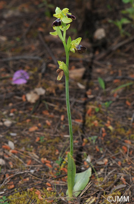 Ophrys fusca