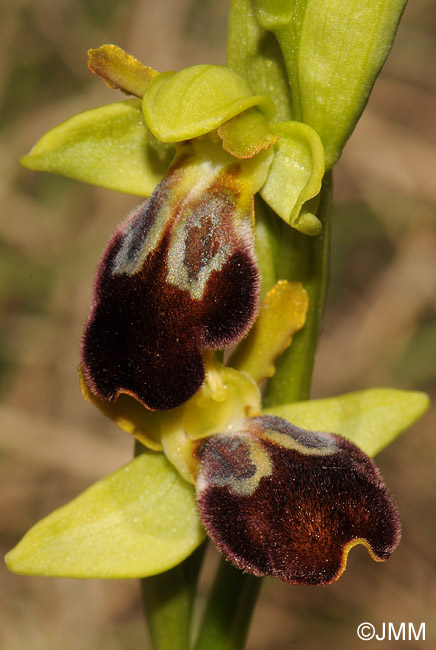 Ophrys fusca