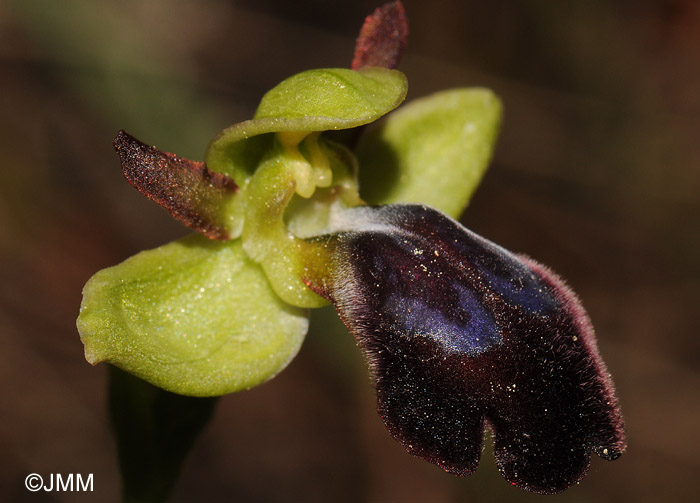 Ophrys fusca