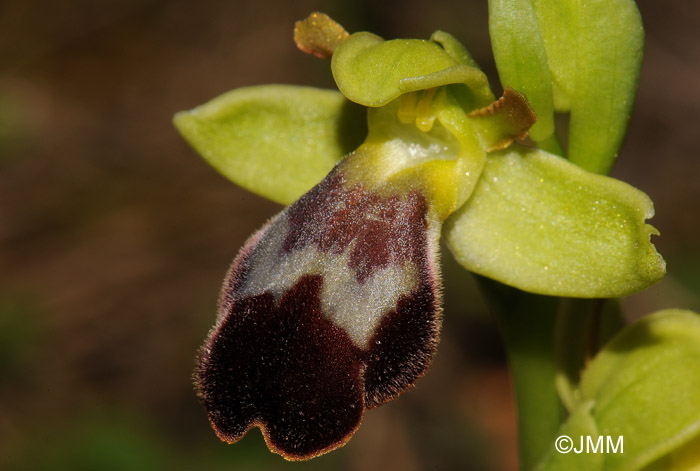 Ophrys fusca