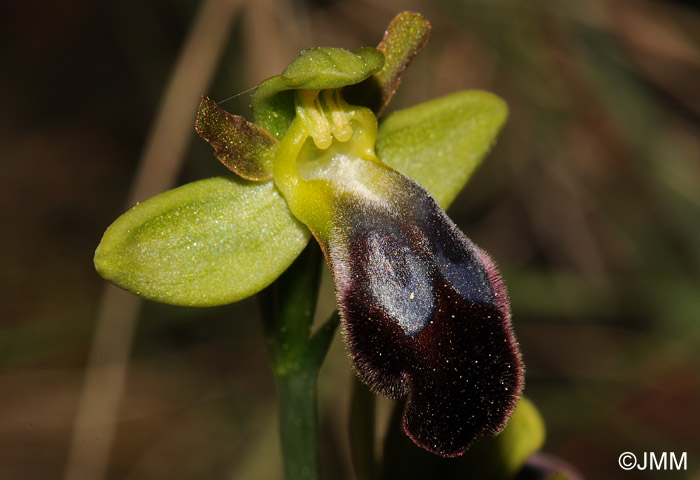 Ophrys fusca