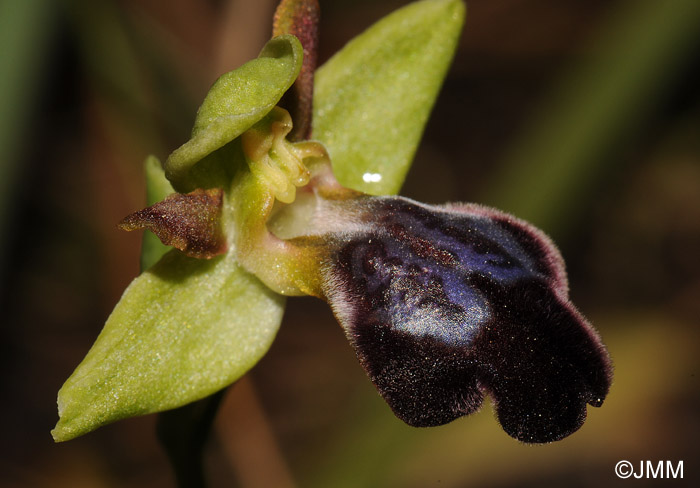 Ophrys fusca