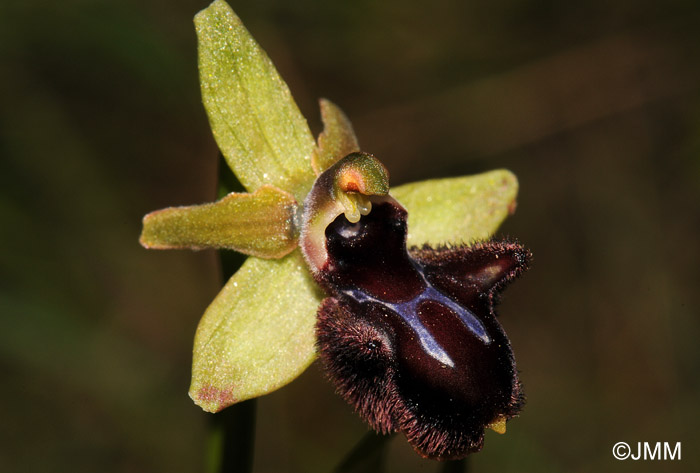 Ophrys incubacea