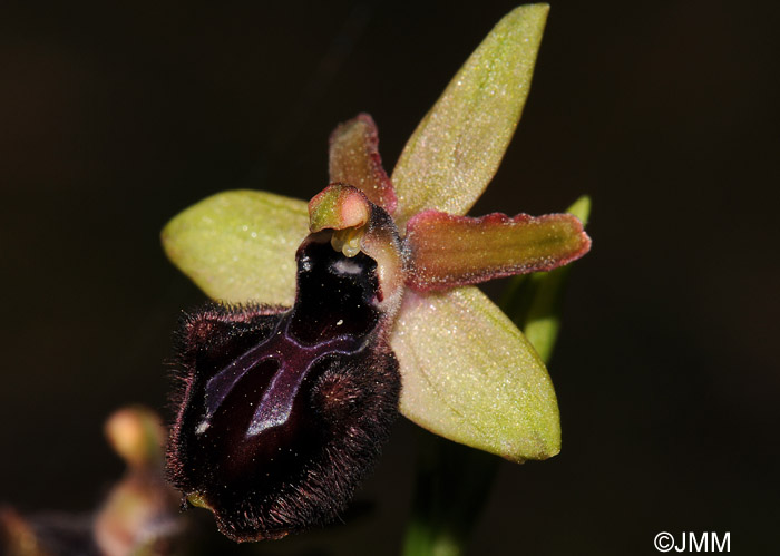 Ophrys incubacea