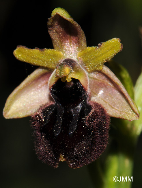 Ophrys incubacea